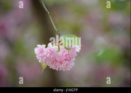 London, UK.  17. April 2017.  UK-Wetter: Kirschblüten blühen in Kensington Gardens.  Bildnachweis: Stephen Chung / Alamy Live News Stockfoto