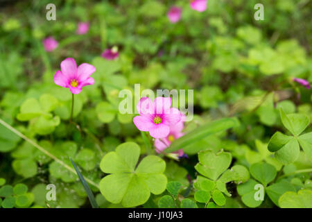 Rosa Sauerklee (Oxalis Gliedertiere) Blüten öffnen sich während bewölkten Tag in Asuncion, Paraguay. Rosa Sauerklee beide Blumen und Blätter haben die Fähigkeit, mit Bewegungen (bekannt als Nyctinastic Bewegungen) - Entfaltung oder Eröffnung - auf die Bedingungen von Licht und Finsternis oder Temperatur reagieren. Stockfoto