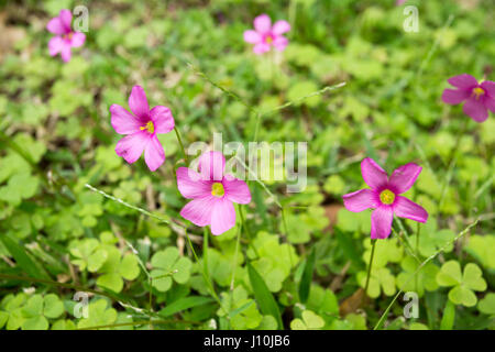 Rosa Sauerklee (Oxalis Gliedertiere) Blüten öffnen sich während bewölkten Tag in Asuncion, Paraguay. Rosa Sauerklee beide Blumen und Blätter haben die Fähigkeit, mit Bewegungen (bekannt als Nyctinastic Bewegungen) - Entfaltung oder Eröffnung - auf die Bedingungen von Licht und Finsternis oder Temperatur reagieren. Stockfoto