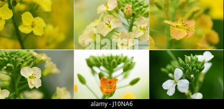 (170418)--NANCHANG, 18. April 2017 (Xinhua)--Combo Foto am 9. März 2017 zeigt Raps Blumen in verschiedenen Farben von Lin Qing und Ma-Ke (nicht im Bild) an der Jiangxi Agricultural University in Nanchang, Hauptstadt der ostchinesischen Provinz Jiangxi angebaut. Pakistanische paar Hira Khanzada und Ghulam Mustafa Wassan, wer sich chinesische Namen Lin Qing und Ma Ke gab, sind Doktorandinnen und Doktoranden Studienzweig Genetik und Zucht in Jiangxi Agricultural University. Teilen gemeinsame Interessen auf Pflanzen, sie verliebte sich in in Islamabad und trafen nach China für fort-und Weiterbildung im Jahr 2010. Nein Stockfoto