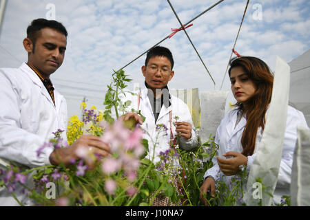 (170418)--NANCHANG, 18. April 2017 (Xinhua)--Lin Qing (R) und Ma Ke (L) mit ihrem Vorgesetzten Fu Donghui Blumen im Testfeld der Raps Blumen an der Jiangxi Agricultural University in Nanchang, Hauptstadt der Osten Chinas Jiangxi Provinz, 14. März 2017 zu überprüfen.  Pakistanische paar Hira Khanzada und Ghulam Mustafa Wassan, wer sich chinesische Namen Lin Qing und Ma Ke gab, sind Doktorandinnen und Doktoranden Studienzweig Genetik und Zucht in Jiangxi Agricultural University. Teilen gemeinsame Interessen auf Pflanzen, sie verliebte sich in in Islamabad und trafen nach China für fort-und Weiterbildung im Jahr 2010. Jetzt t Stockfoto