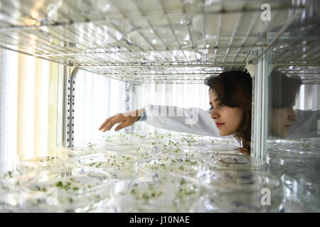 (170418)--NANCHANG, 18. April 2017 (Xinhua)--Lin Qing prüft Sämlinge von Raps Blumen in einem Labor der Jiangxi Agricultural University in Nanchang, Hauptstadt der Osten Chinas Jiangxi Provinz, 14. März 2017. Pakistanische paar Hira Khanzada und Ghulam Mustafa Wassan, wer sich chinesische Namen Lin Qing und Ma Ke gab, sind Doktorandinnen und Doktoranden Studienzweig Genetik und Zucht in Jiangxi Agricultural University. Teilen gemeinsame Interessen auf Pflanzen, sie verliebte sich in in Islamabad und trafen nach China für fort-und Weiterbildung im Jahr 2010. Jetzt haben sie Raps Blumen in 13 Farben u kultiviert. Stockfoto