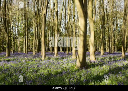 Badbury Holz, Faringdon, UK. 18. April 2017. Ein Teppich aus englischen Bluebells deckt den Boden unter der Buche Badbury Wood in der Nähe von Faringdon, Oxfordshire. Trotz des kalten Wetters Übernachtung die Glockenblumen-Signal, das Frühjahr in Großbritannien angekommen ist. Die Glockenblumen bei Badbury Wood sind englische Glockenblumen, anstatt die invasive spanischen Glockenblumen, die einige Populationen von Glockenblumen in Großbritannien bedrohen. Bildnachweis: Jill Walker/Alamy Live-Nachrichten Stockfoto