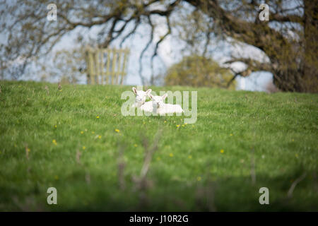 Chirk, Wales, UK. 18. April 2017. Blauer Himmel und Sonnenschein für Frühjahr Lämmer in einem Feld in Chirk, Wales, heute leben (Dienstag, 18. April 2017) Chris Bull /Alamy News. Stockfoto