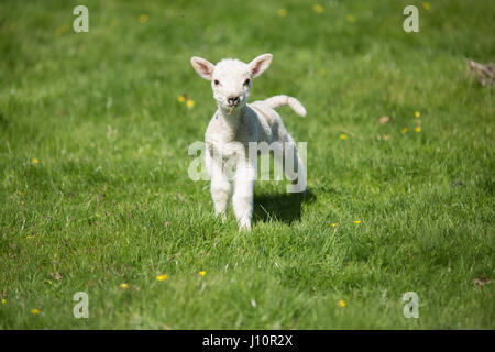 Chirk, Wales, UK. 18. April 2017. Blauer Himmel und Sonnenschein für Frühjahr Lämmer in einem Feld in Chirk, Wales, heute leben (Dienstag, 18. April 2017) Chris Bull /Alamy News. Stockfoto