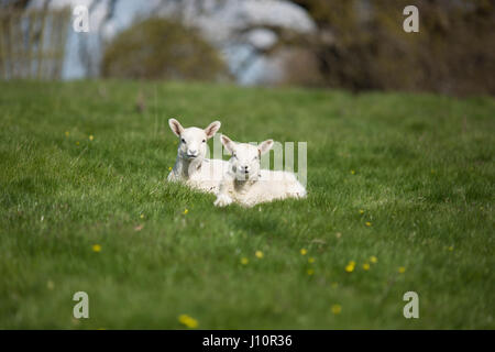 Chirk, Wales, UK. 18. April 2017. Blauer Himmel und Sonnenschein für Frühjahr Lämmer in einem Feld in Chirk, Wales, heute leben (Dienstag, 18. April 2017) Chris Bull /Alamy News. Stockfoto