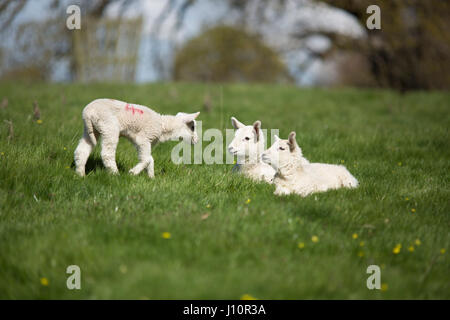 Chirk, Wales, UK. 18. April 2017. Blauer Himmel und Sonnenschein für Frühjahr Lämmer in einem Feld in Chirk, Wales, heute leben (Dienstag, 18. April 2017) Chris Bull /Alamy News. Stockfoto