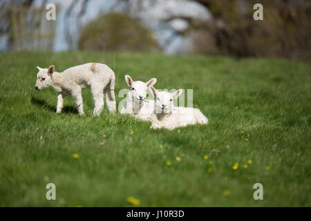 Chirk, Wales, UK. 18. April 2017. Blauer Himmel und Sonnenschein für Frühjahr Lämmer in einem Feld in Chirk, Wales, heute leben (Dienstag, 18. April 2017) Chris Bull /Alamy News. Stockfoto