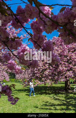 Antony, Frankreich, Parc de Sceaux, Menschen genießen Kirschblüten, Frühlingsblumen Stockfoto