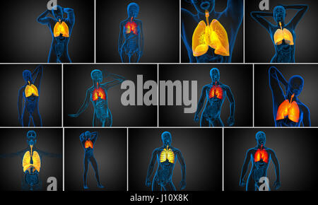 3D gerenderte Darstellung des Respiratort Systems Stockfoto