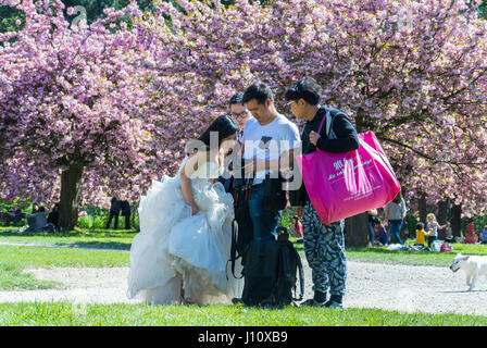 Antony, Frankreich, Parc de Sceaux, Leute in kleiner Gruppe draußen, genießen Kirschblüten, Frühlingsblumen, chinesische Hochzeitsbraut im Kleid, sonniger Tag, Fotograf Stockfoto