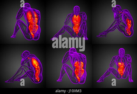 3D Rendering medizinische Illustration des Verdauungssystems und des respiratorischen Systems Stockfoto