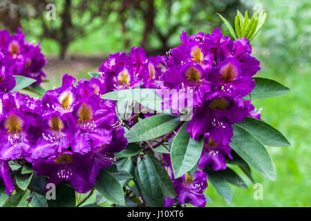 Rhododendron 'Tamarindos', blühender Strauch im Garten Stockfoto