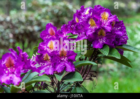 Purple Rhododendron 'Tamarindos', Blumen Stockfoto