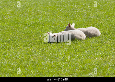 Paar von Lämmern kuscheln zusammen für Wärme und Komfort in einer grasigen Weide im ländlichen England Stockfoto