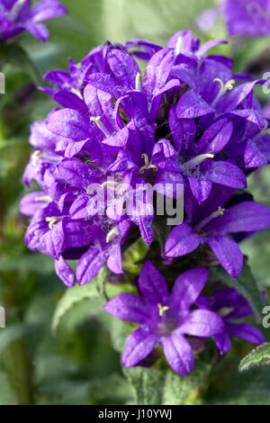 Blaue Campanula glomerata 'Superba', Nahblume geclusterte Glockenblume Stockfoto