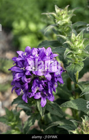 Gruppierte Glockenblume Campanula Glomerata 'Superba', Blüte Stockfoto