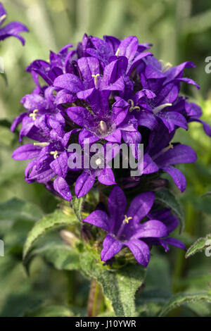 Gruppierte Glockenblume Campanula Glomerata 'Superba', Blüte Stockfoto