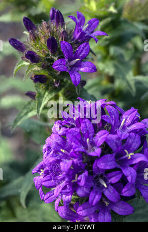 Gruppierte Glockenblume Campanula Glomerata 'Superba', Blüte Stockfoto