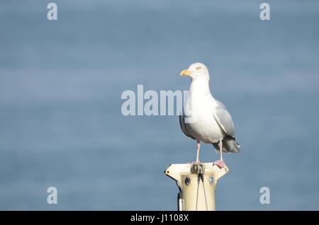 Silbermöwe vor blauem Meer Hintergrund Stockfoto