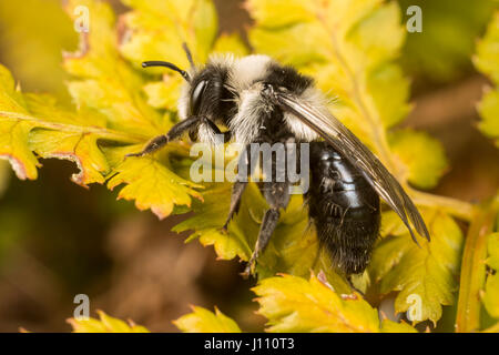 Ashy Mining Bee, Andrena Aschenpflanze, Catbrook, Monmouthshire, April Stockfoto
