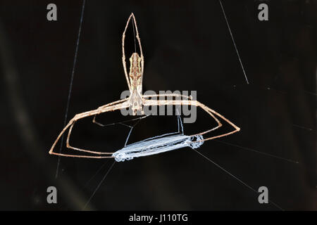 NET-werfen Spider oder Oger-faced Spider, Dinopsis SP., mit Netz. Borneo Stockfoto