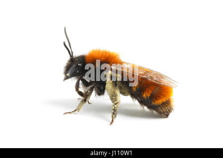 Tawny Mining Bee, Andrena Fulva, Monmouthshire Stockfoto