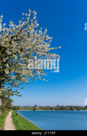 Grand Union Canal in Tring Gipfel & Reservoir, Hertfordshire, England, Großbritannien Stockfoto