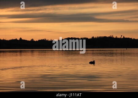 Goldener Sonnenuntergang in Auslikon. Szene am See Pfäffikon, Schweiz. Stockfoto