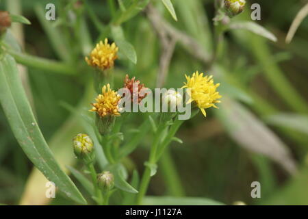 Aster Tripolium (rayless Form) Stockfoto