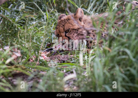 Junge Geparden Essen in Kgalagadi Transfrontier Park, Südafrika. Stockfoto
