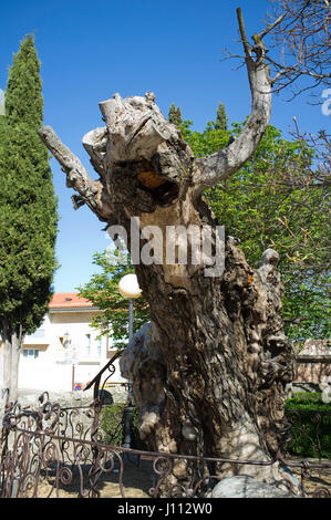 Trockene Ulme, Antonio Machado sein berühmtes Gedicht A un Olmo Seco, in der Nähe von städtischen Friedhof, Soria, Spanien schrieb. Stockfoto