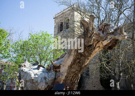 Trockene Ulme, Antonio Machado sein berühmtes Gedicht A un Olmo Seco in der Nähe von städtischen Friedhof schrieb. Espino Kirche auf der Rückseite, Soria, Spanien. Stockfoto