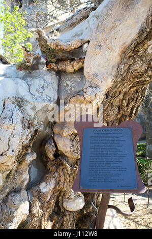 Trockene Ulme, Antonio Machado sein berühmtes Gedicht A un Olmo Seco, in der Nähe von städtischen Friedhof, Soria, Spanien schrieb. Stockfoto