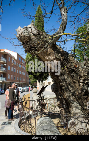 Trockene Ulme, Antonio Machado sein berühmtes Gedicht A un Olmo Seco, in der Nähe von städtischen Friedhof, Soria, Spanien schrieb. Stockfoto