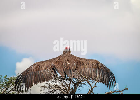 Ohrengeier-faced Vulture erstreckt sich seine Flügel in Kgalagadi Transfrontier Park, Südafrika. Stockfoto