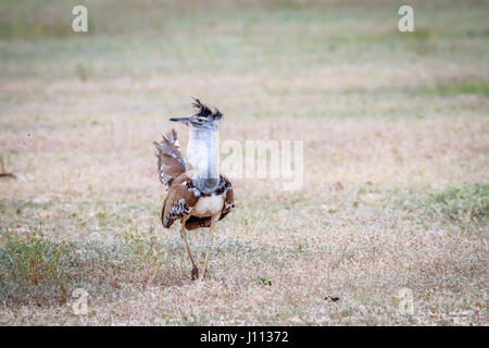 Kori Bustard anzeigen in den Rasen in Kgalagadi Transfrontier Park, Südafrika. Stockfoto