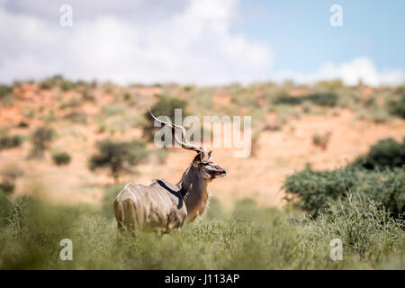 Kudu stehend in den Rasen in Kgalagadi Transfrontier Park, Südafrika. Stockfoto