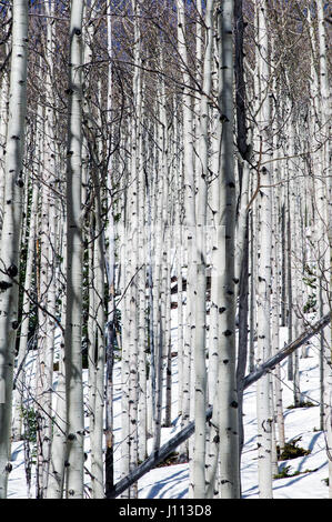 Espe Bäume im Winterschnee in der Nähe von Monarch Pass, Chaffee County, Colorado, USA Stockfoto