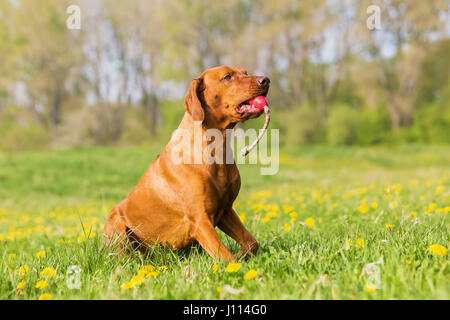 Rhodesian Ridgeback Hund spielen mit einem Spielzeug auf der Wiese Stockfoto