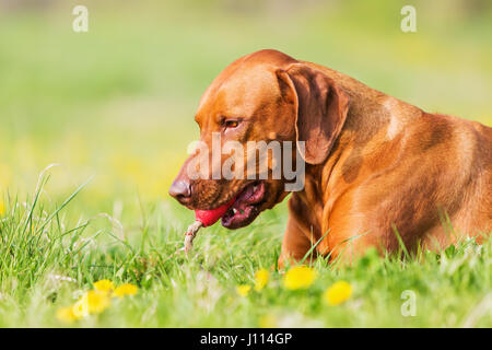 Rhodesian Ridgeback Hund spielen mit einem Spielzeug auf der Wiese Stockfoto