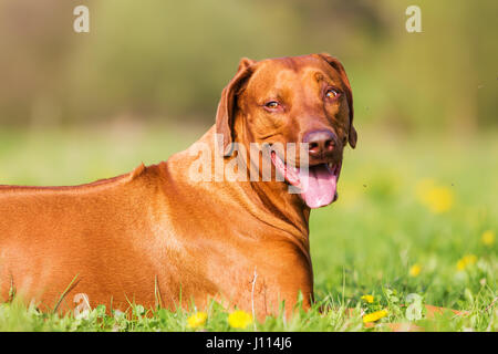 Kopf Porträtbild von einem Rhodesian Ridgeback Hund Stockfoto