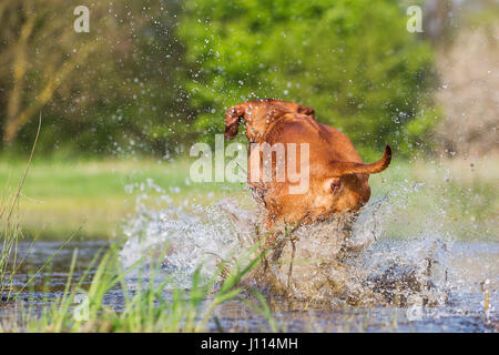 Rückseite von einem Rhodesian Ridgeback läuft durch das Spritzwasser Stockfoto