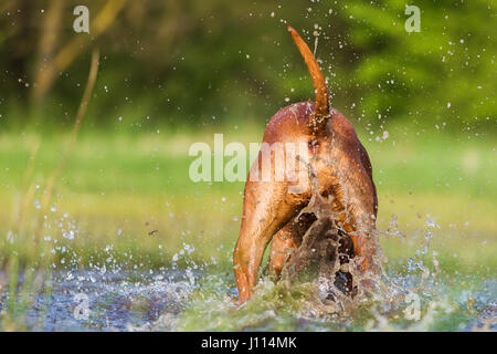 Rückseite von einem Rhodesian Ridgeback läuft durch das Spritzwasser Stockfoto