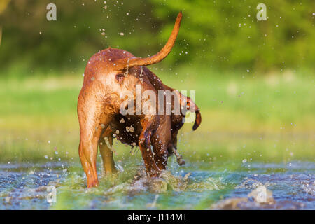 Rückseite von einem Rhodesian Ridgeback läuft durch das Spritzwasser Stockfoto