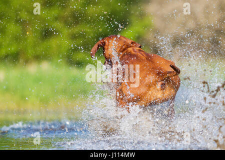 Rückseite von einem Rhodesian Ridgeback läuft durch das Spritzwasser Stockfoto