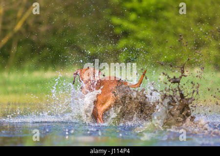 Rückseite von einem Rhodesian Ridgeback läuft durch das Spritzwasser Stockfoto