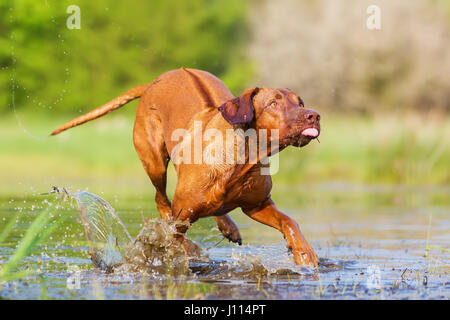 Bild von einem Rhodesian Ridgeback laufen durch das Wasser Stockfoto