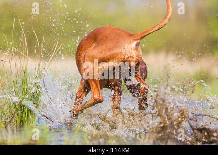 Rückseite von einem Rhodesian Ridgeback läuft durch das Spritzwasser Stockfoto