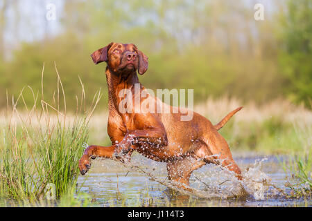 Bild von einem Rhodesian Ridgeback laufen durch das Wasser Stockfoto